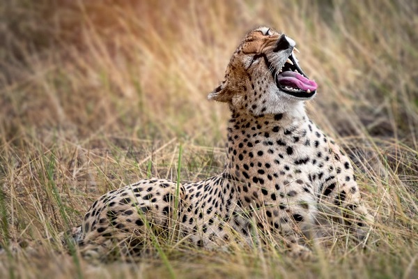 Serengeti national park-cheetah