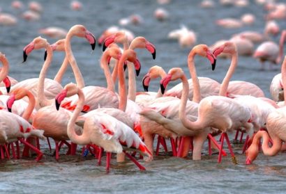 Lake Manyara flamingoes - Wild Drama
