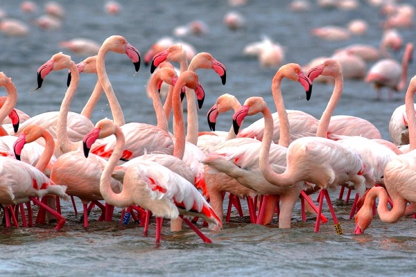 Lake Manyara flamingoes-Wild Drama