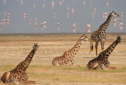 Safari in Tanzania, lake manyara and Ngorongoro experience