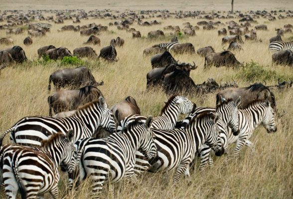   Serengeti National Park