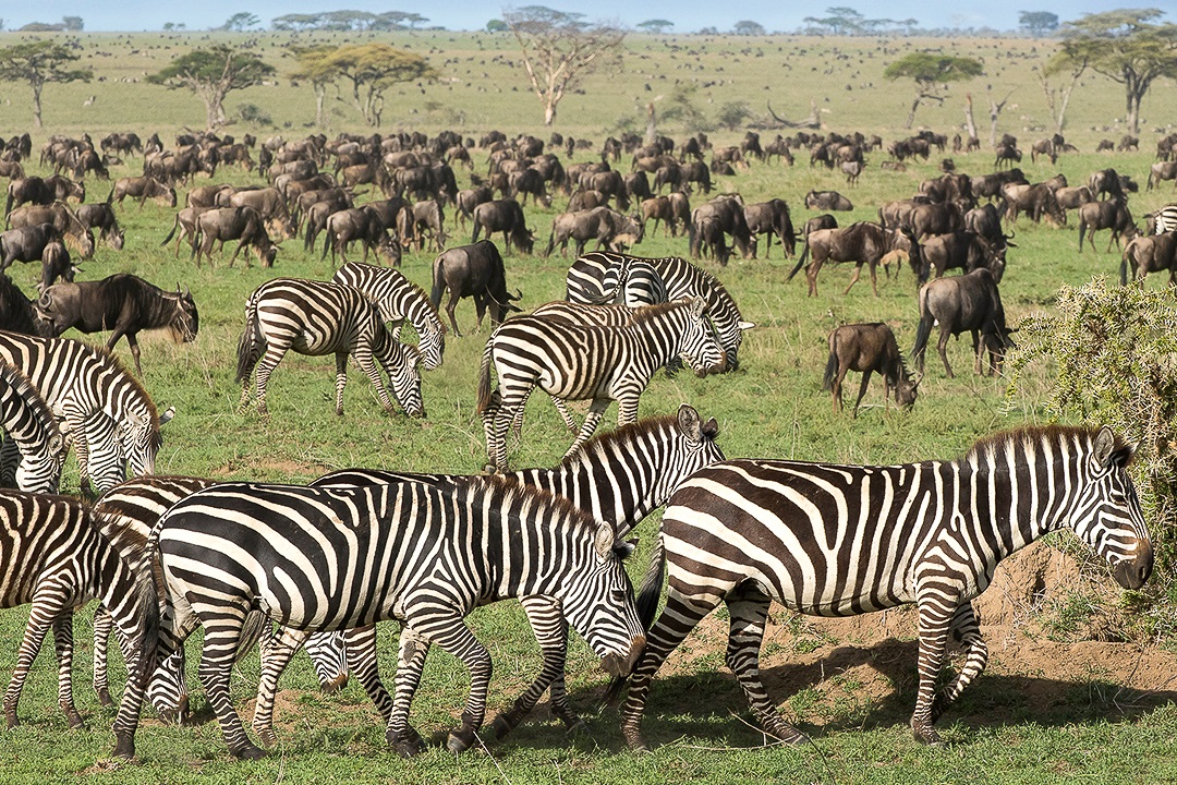 4 days ndutu migration safari