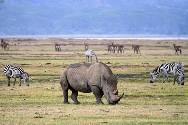 Ngorongoro crater rhino