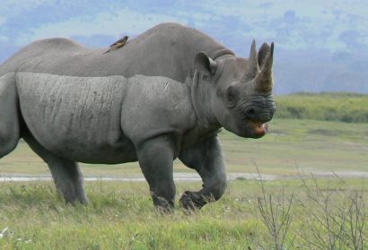 Tanzania day trips, Rhino in Ngorongoro crater