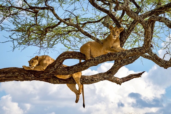 Lake Manyara national park tree climbing lion