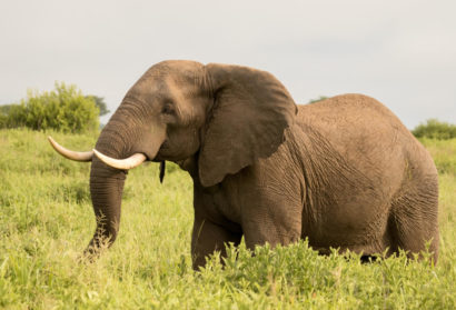 Elephant in Tarangire