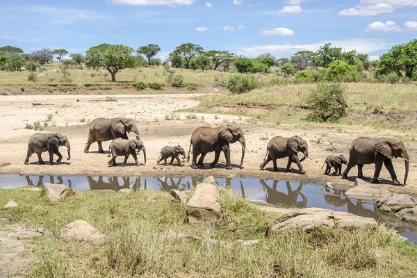 elephants congregate at tarangire river for water drinking