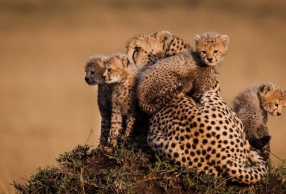 4 days lodge safari, an adventure safari to Africa