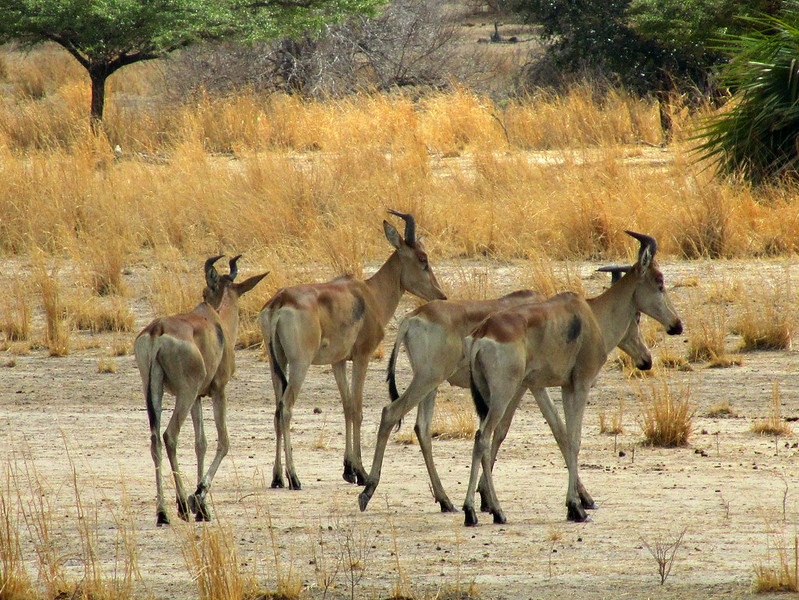 short safari to selous, 3days