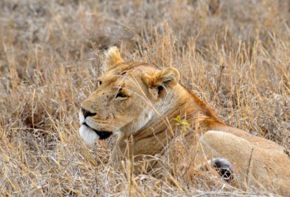 Tanzania safari tours