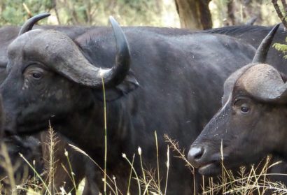 Nyerere national park