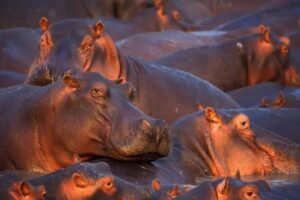 Katavi National park - Hippopotamus in their thousands cram dwindling pools