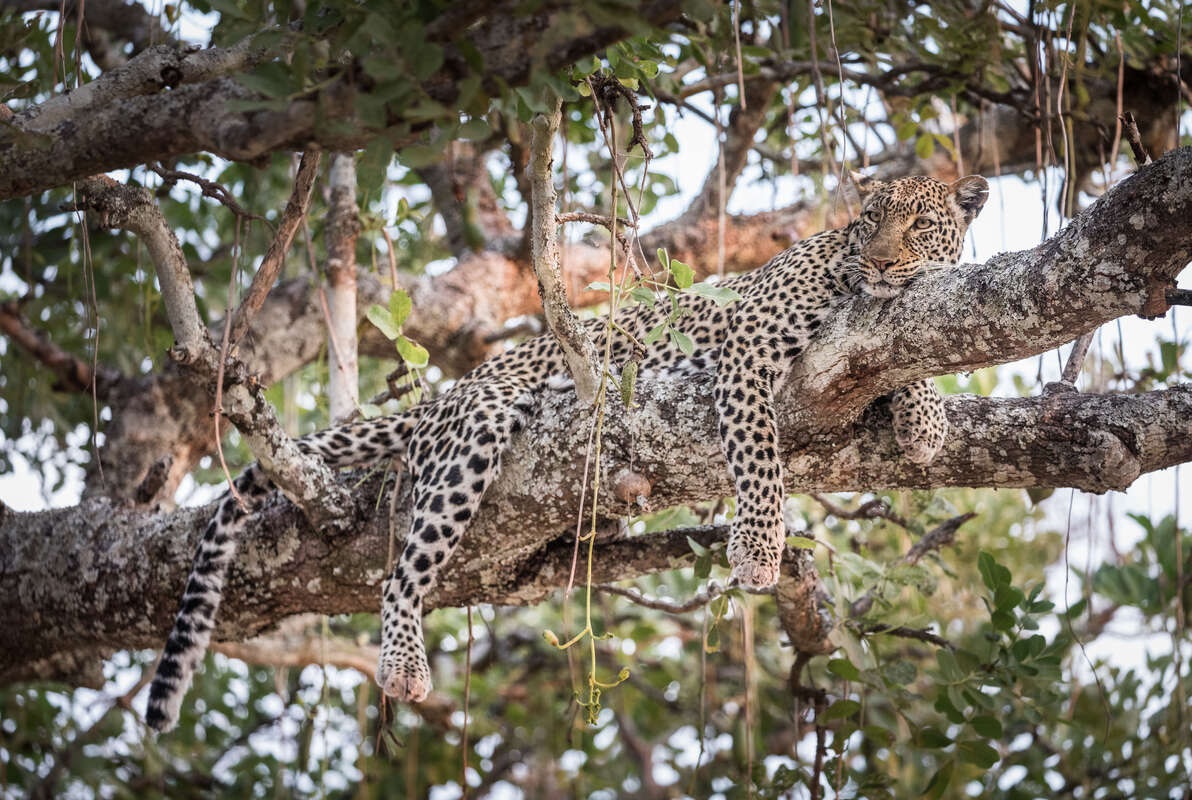 Wildlife watching in Katavi N. Park become more outstanding