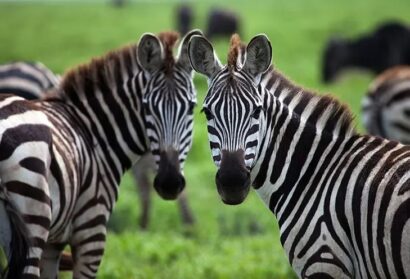 Katavi zebra, African great lakes