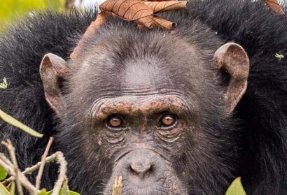 Western Tanzania Mahale chimpanzee tracking