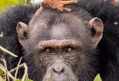 Western Tanzania Gombe National Park