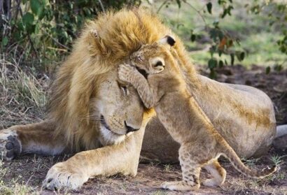 3Days Ruaha fly inn safari adventure